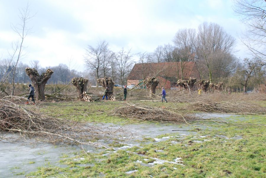 Eingriffe des Menschen sind zum Schutz der Natur notwendig – Mitarbeiter der Biologischen Station beschneiden Kopfweiden Foto: Biologische Station Paderborn-Senne